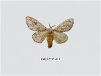 藏品(佩胯舟蛾)的圖片